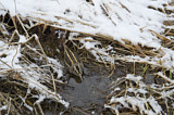 Image. Jack Snipe