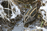 Image. Jack Snipe