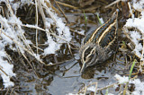 Image. Jack Snipe