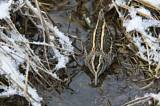 Image. Jack Snipe
