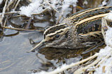 Image. Jack Snipe