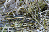 Image. Jack Snipe