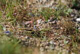 Image. Jack Snipe