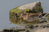 Image. Jack Snipe