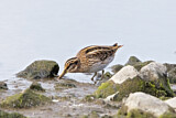 Image. Jack Snipe