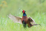 Image. Jagdfasan