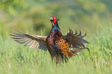 Image. Jagdfasan