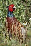 Image. Jagdfasan