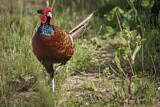 Image. Jagdfasan