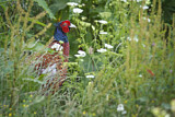 Image. Jagdfasan