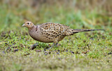 Image. Jagdfasan
