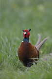 Image. Jagdfasan