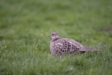 Image. Jagdfasan