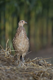 Image. Jagdfasan