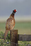 Image. Jagdfasan
