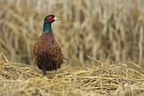Image. Jagdfasan