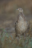 Image. Jagdfasan