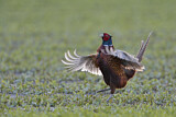 Image. Jagdfasan