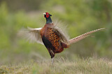 Image. Jagdfasan