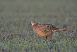 Image. Jagdfasan