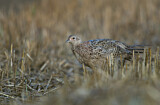 Image. Jagdfasan