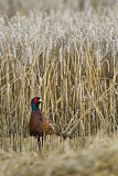 Image. Jagdfasan