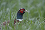 Image. Jagdfasan