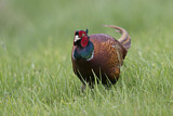 Image. Jagdfasan