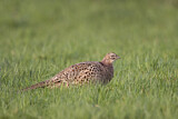 Image. Jagdfasan