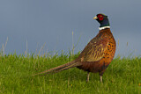 Image. Jagdfasan