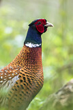Image. Jagdfasan