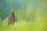 Image. Jagdfasan