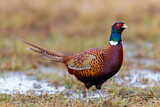 Image. Jagdfasan