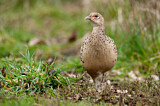 Image. Jagdfasan