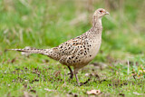 Image. Jagdfasan