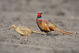 Image. Jagdfasan