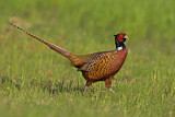 Image. Jagdfasan