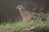 Image. Jagdfasan