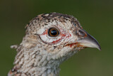 Image. Jagdfasan