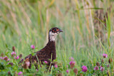 Image. Jagdfasan