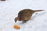 Image. Jagdfasan