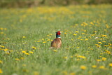 Image. Jagdfasan