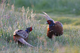 Image. Jagdfasan