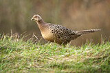 Image. Jagdfasan