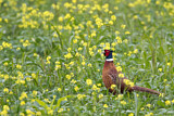 Image. Jagdfasan
