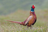 Image. Jagdfasan