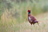 Image. Jagdfasan