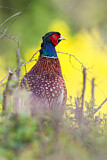 Image. Jagdfasan