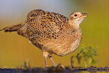 Image. Jagdfasan