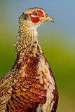 Image. Jagdfasan